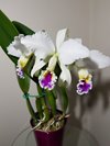 С.Suzanne Hye (C.gaskelliana SA x C.mossiae)